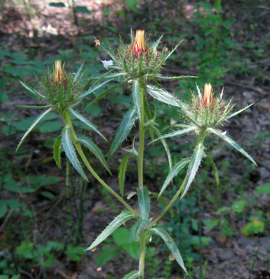 Image of Carlina biebersteinii specimen.