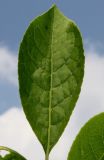 Euonymus alatus. Лист. Германия, г. Дюссельдорф, Ботанический сад университета. 03.06.2014.