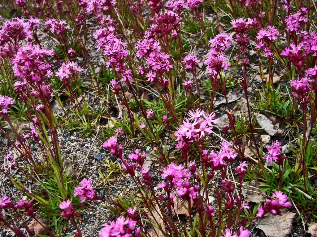 Image of Viscaria alpina specimen.