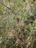 Centaurea diffusa