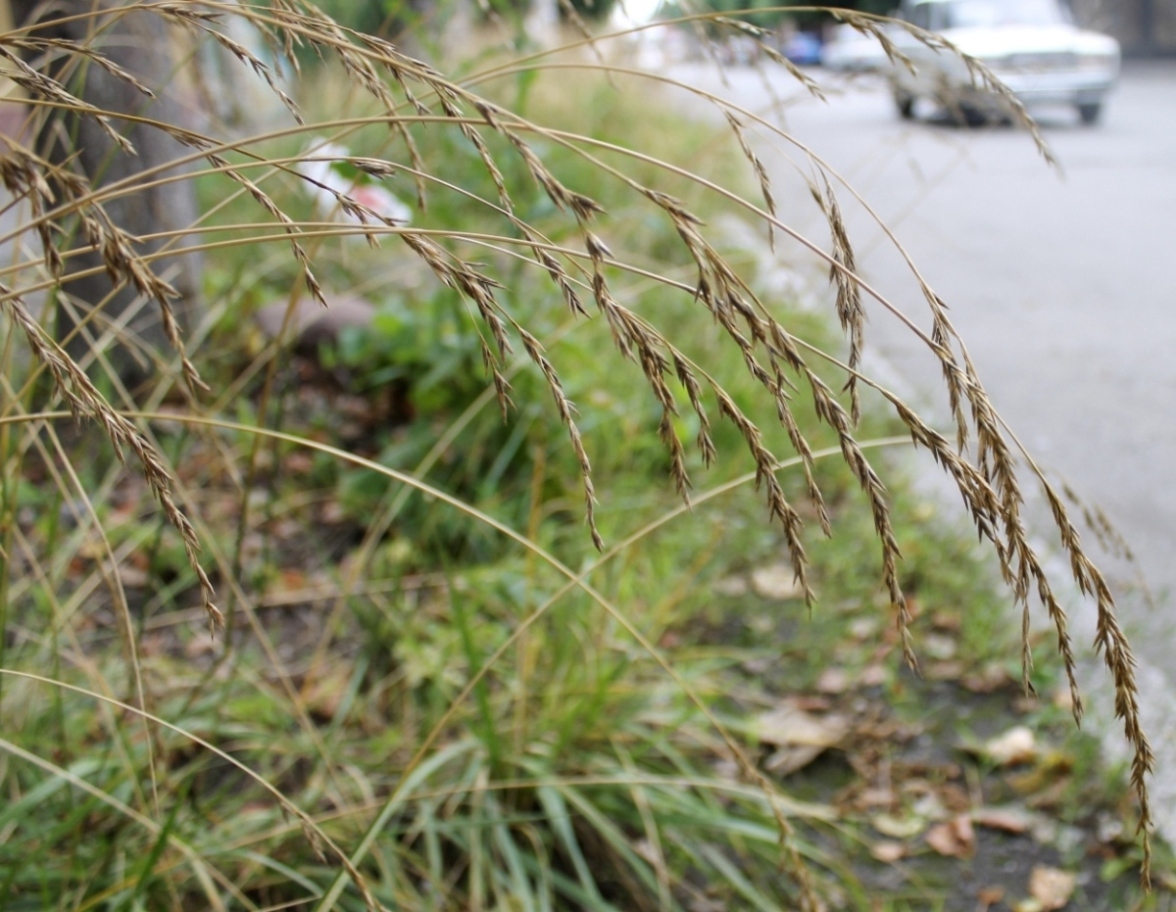 Image of Festuca drymeja specimen.