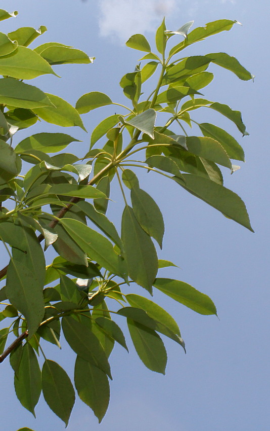 Изображение особи Trochodendron aralioides.