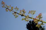 Scrophularia umbrosa. Отцветающее соцветие с невызревшими плодами. Германия, г. Дюссельдорф, Ботанический сад университета. 03.07.2014.