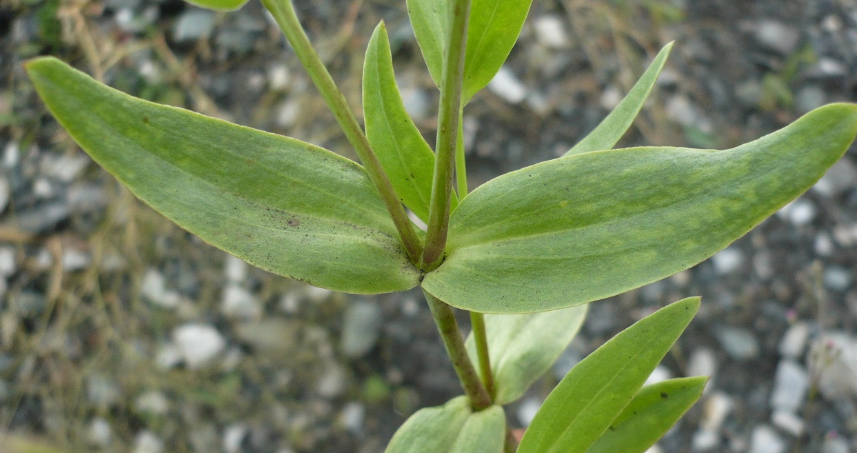Image of Gypsophila perfoliata specimen.