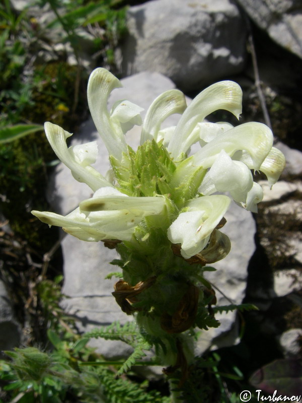 Изображение особи Pedicularis sibthorpii.