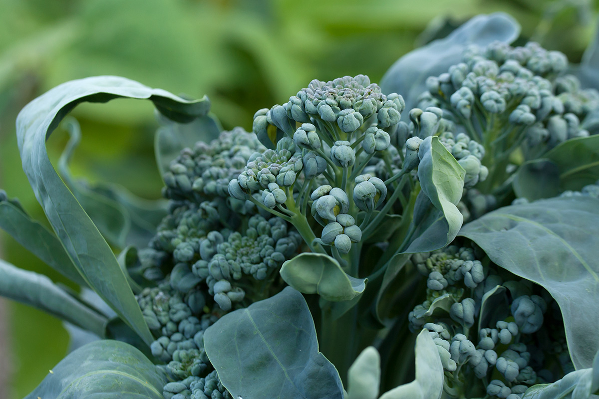 Image of Brassica oleracea var. italica specimen.