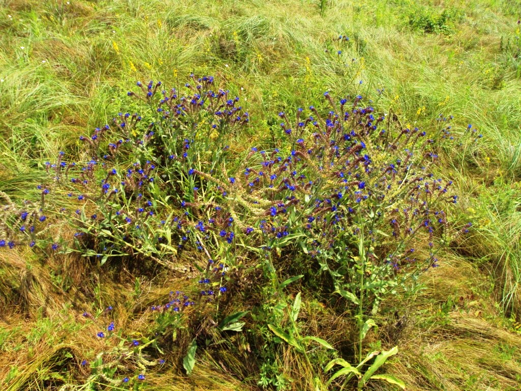 Изображение особи Anchusa officinalis.