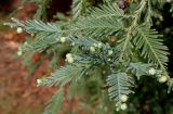 Sequoia sempervirens