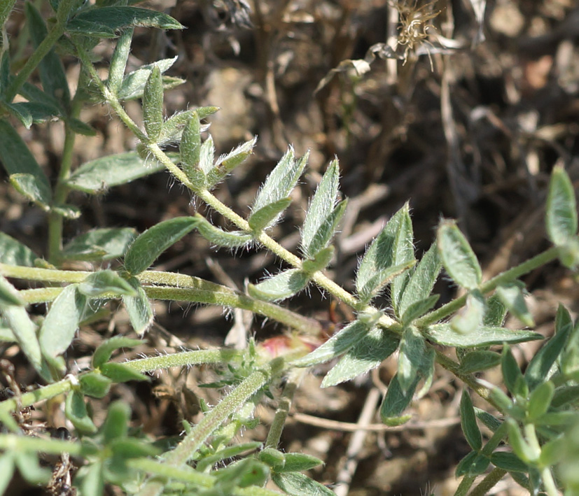 Image of Oxytropis turczaninovii specimen.