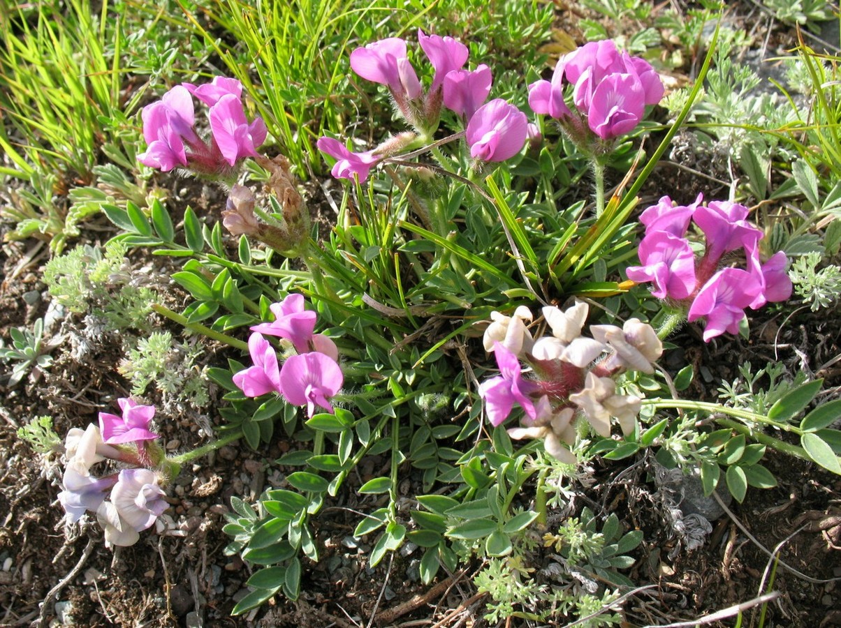 Изображение особи Oxytropis setosa.