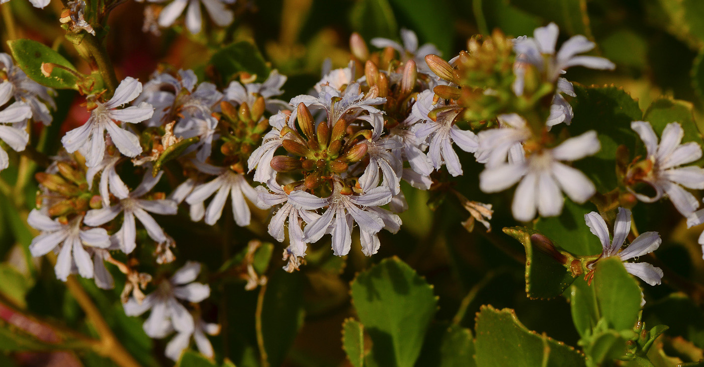 Изображение особи Scaevola crassifolia.