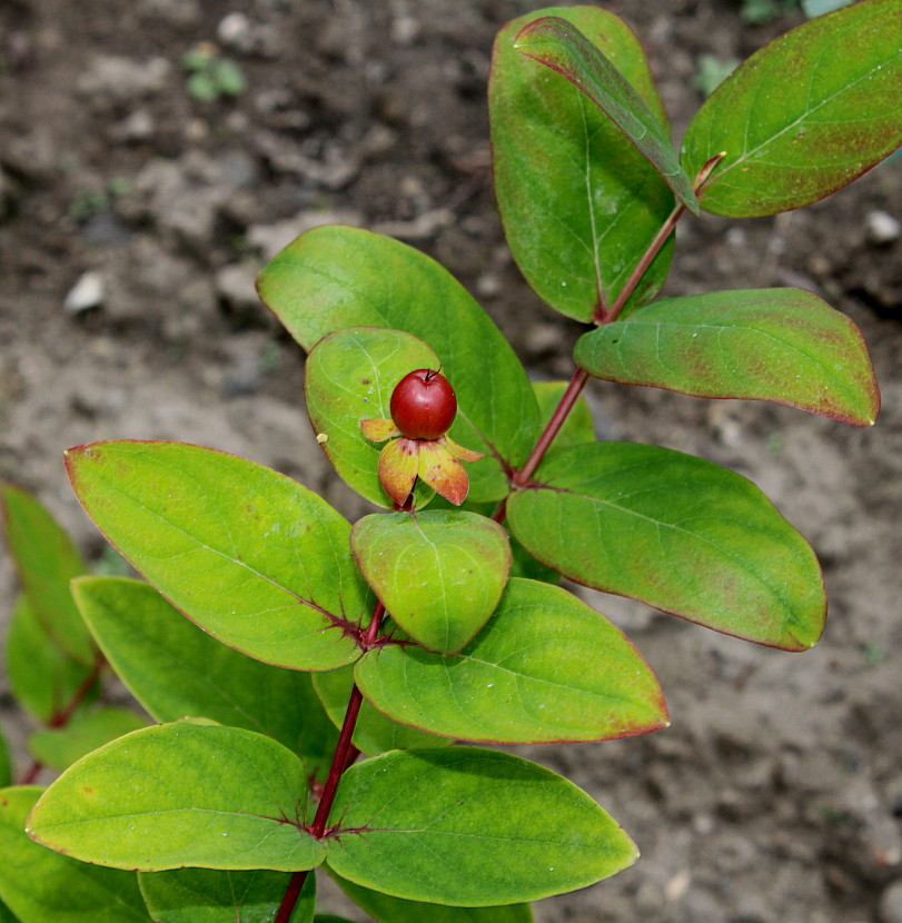 Image of Hypericum androsaemum specimen.