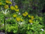 Tephroseris integrifolia