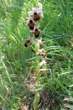 Ophrys oestrifera. Цветущее растение. Восточный Крым, хр. Тепе-Оба. 7 июня 2008 г.