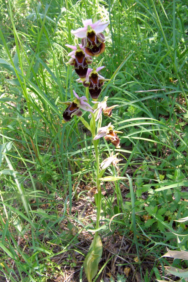 Изображение особи Ophrys oestrifera.