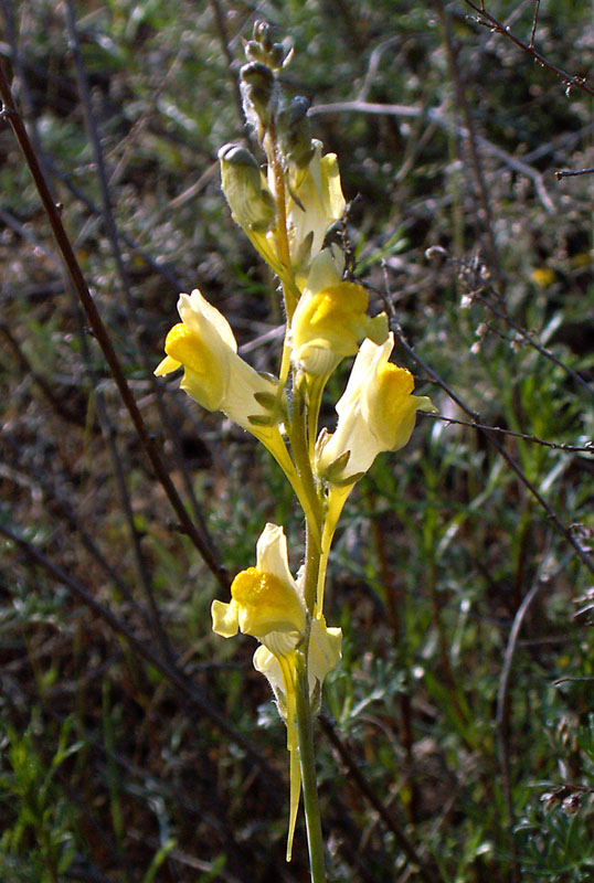 Изображение особи Linaria incompleta.