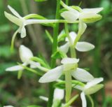 Platanthera bifolia. Часть соцветия. ФРГ, Тюрингия, окрестности Йены. Май 2007 г.