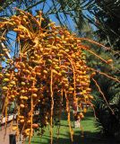 Phoenix canariensis