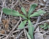 Bellis sylvestris