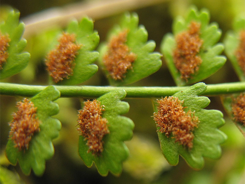 Изображение особи Asplenium viride.