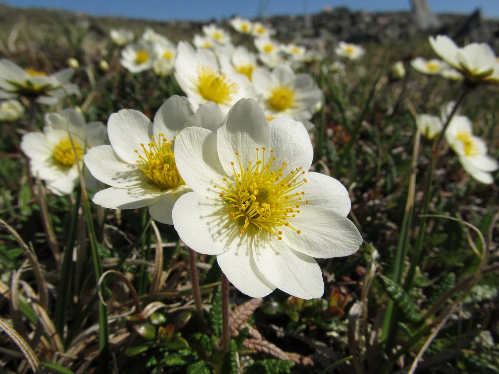 Изображение особи Dryas octopetala.