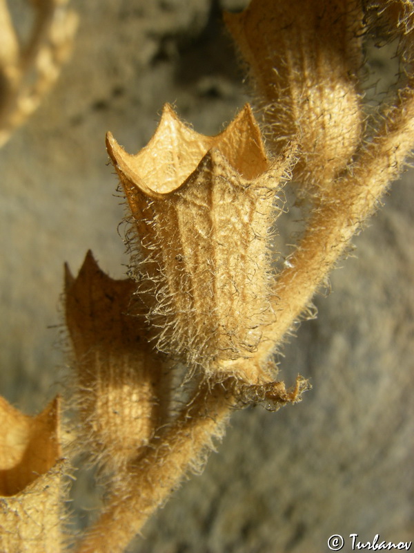 Изображение особи Hyoscyamus albus.