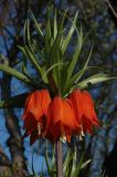 Fritillaria imperialis