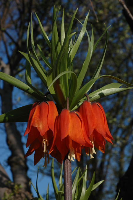 Image of Fritillaria imperialis specimen.