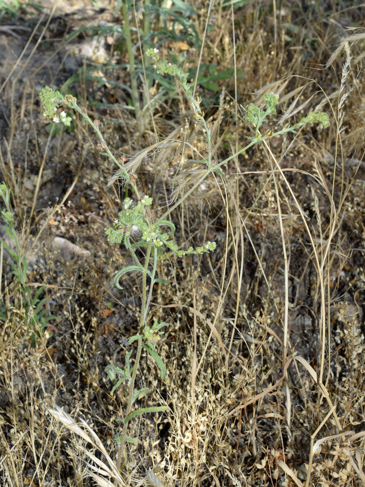 Image of genus Lappula specimen.