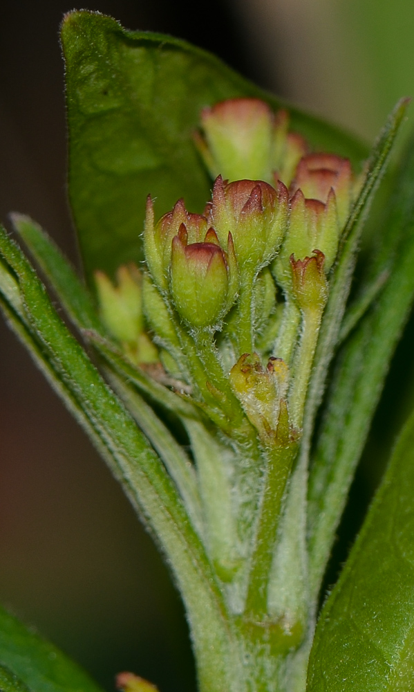 Изображение особи Asclepias curassavica.