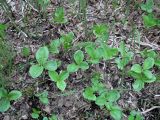 Menyanthes trifoliata. Листья. Иркутская обл., берег залива Иркутского вдхр. 09.06.2007.