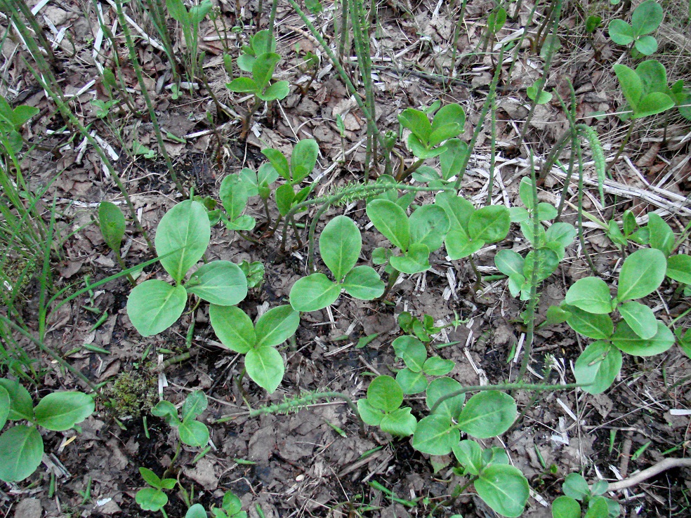 Изображение особи Menyanthes trifoliata.