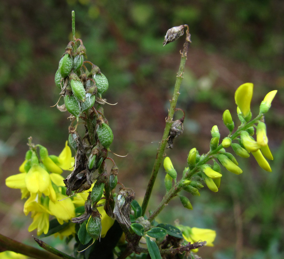 Изображение особи Melilotus hirsutus.