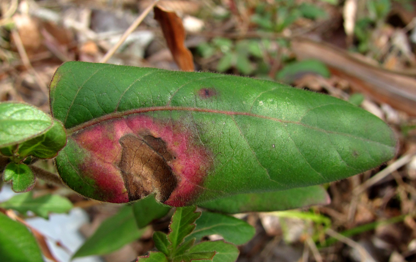 Изображение особи Lonicera japonica.