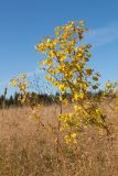 Euphorbia virgata. Отплодоносившие растения с листьями в осенней окраске. Ленинградская обл., Кингисеппский р-н, 3 км к вост. от дер. Домашово, залежь. 12.09.2015.