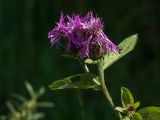 Centaurea pseudophrygia. Верхушка растения с соцветиями. Ленинградская обл., Всеволожский р-н, окр. пос. Медовое, выкашиваемая лужайка на опушке березняка на склоне холма. 24.08.2015.