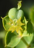 genus Euphorbia. Элементарное соцветие (циатий). Белгородская обл., Борисовский р-н, ур. \"Острасьев яр\". 30.06.2009.