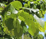 Tilia americana