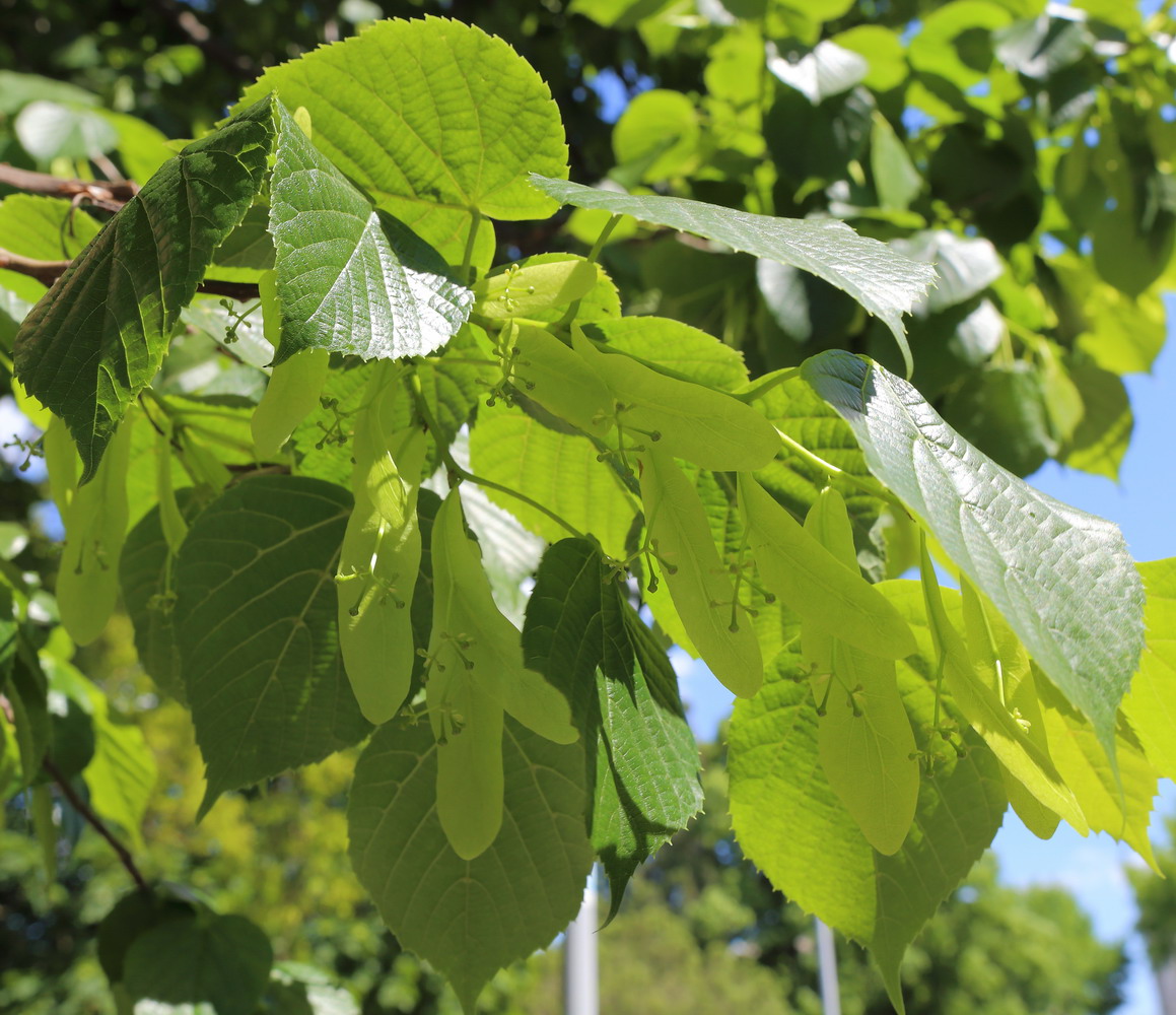 Image of Tilia americana specimen.