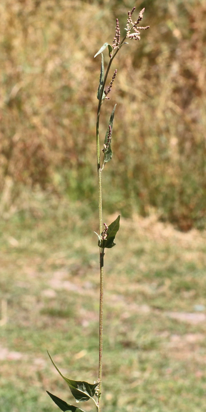 Image of Atriplex micrantha specimen.