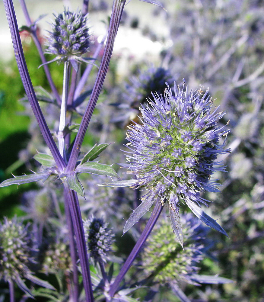 Изображение особи Eryngium planum.