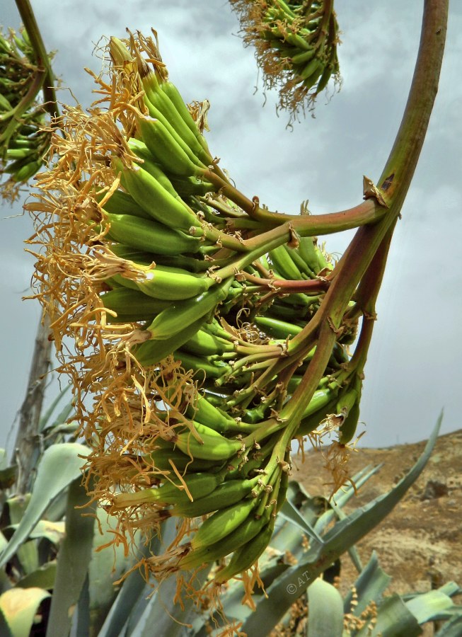 Изображение особи Agave americana.