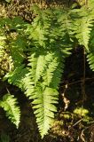 Polypodium calirhiza. Вайи. США, Калифорния, Пойнт Рейес. 24.02.2014.