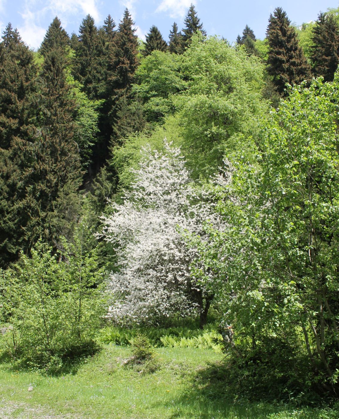 Изображение особи Malus orientalis.