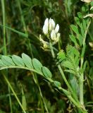 Astragalus hamosus