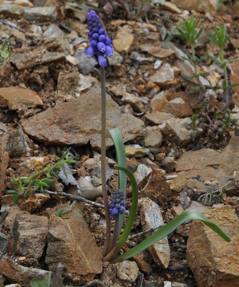 Image of Muscari armeniacum specimen.