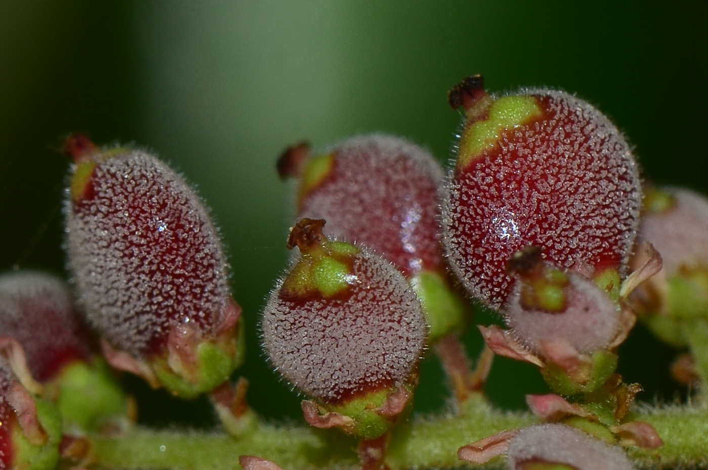 Изображение особи Rhus copallinum.