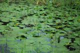 Nuphar lutea