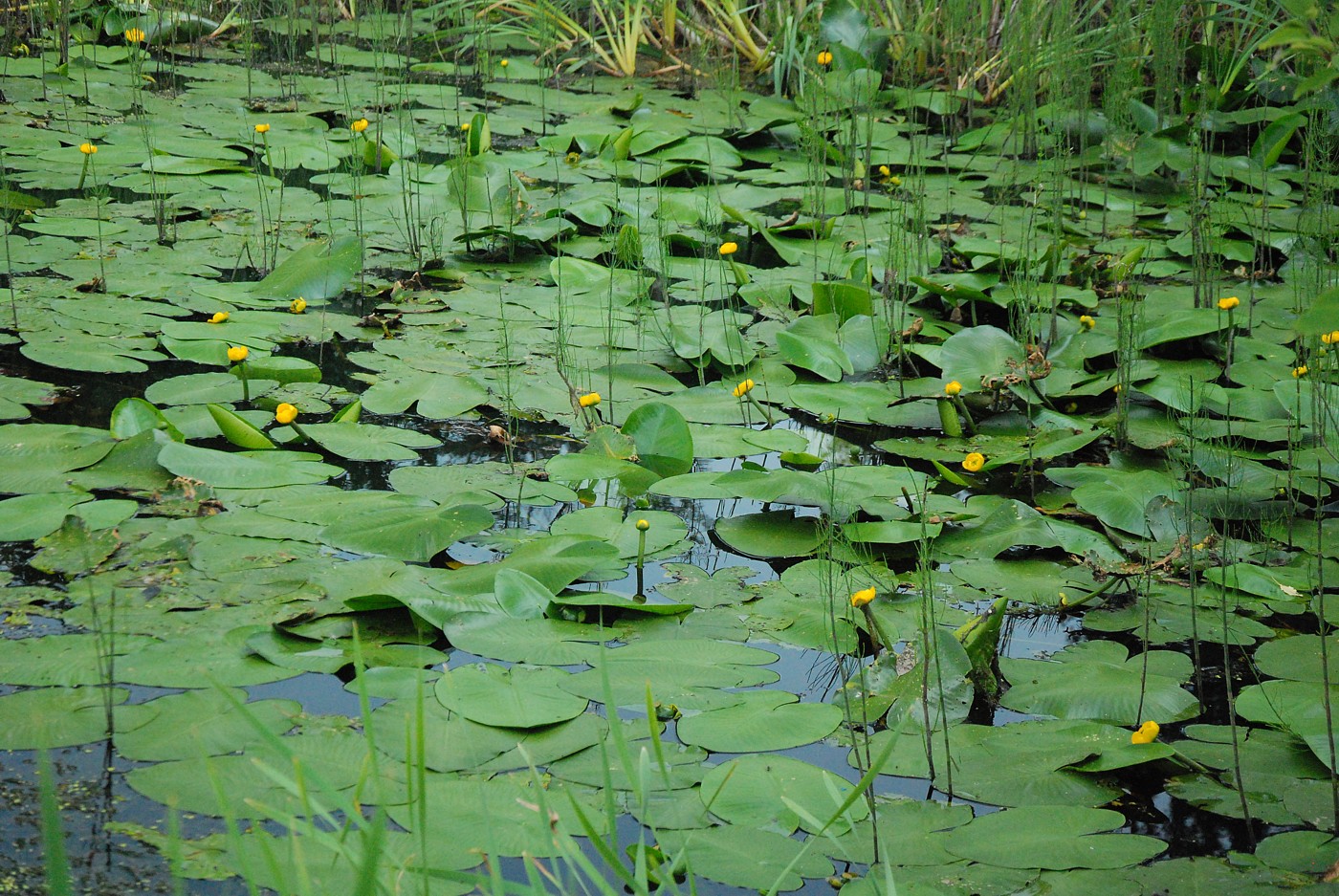 Изображение особи Nuphar lutea.