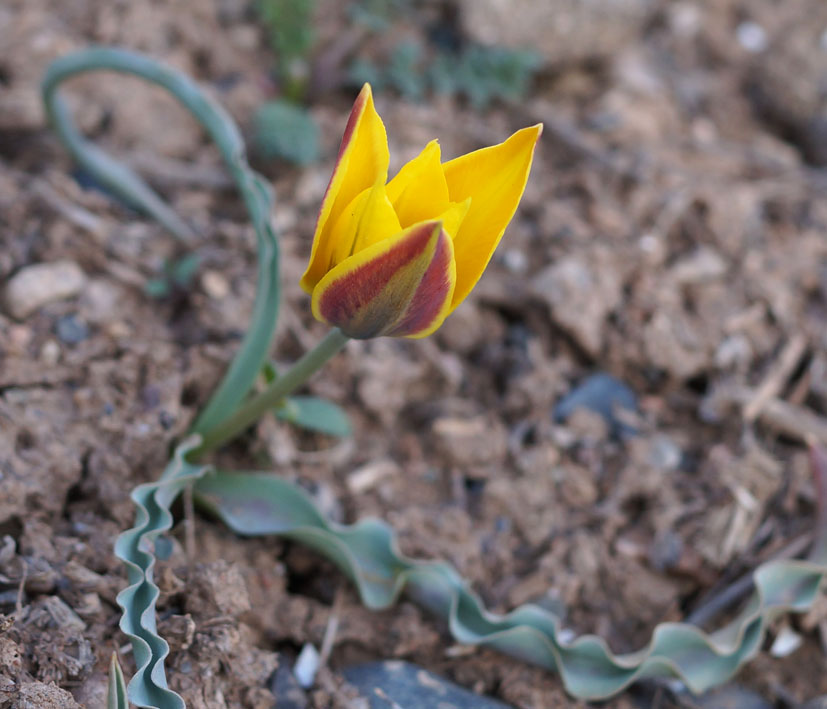 Изображение особи Tulipa tetraphylla.